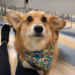 Meet your Posher, Ella